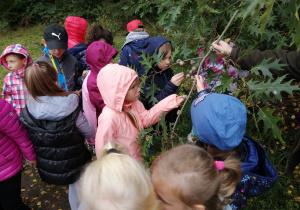 Grupa dzieci w kolorowych kurtkach z zainteresowaniem ogląda owoce dębu wiszące na nachylonej przez leśniczego gałęzi.