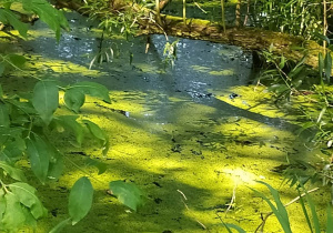 Woda pokryta zielona żabnicą. Wokół wody krzewy.