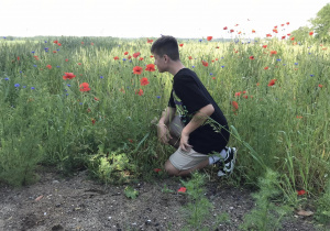 Chłopiec klęczy na kolanie. Za nim laka na której kwitna maki i chabry. Słoneczny dzień.