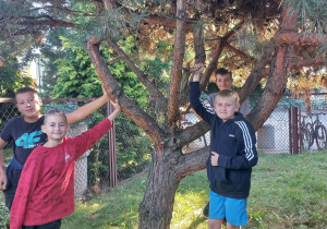 Karłowata sosna. Czterech chłopców trzyma za gałęzie sosnę. W tle płot z siatki.